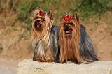 YORKSHIRE TERRIER 553